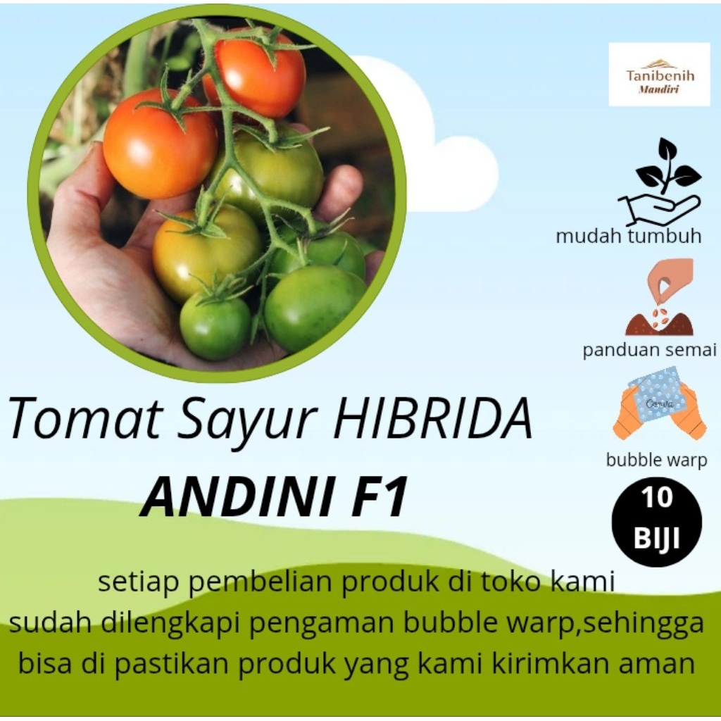 10 Biji Benih Tomat Hibrida ANDINI F1 Ta fung,Tomat Hibrida dataran rendah