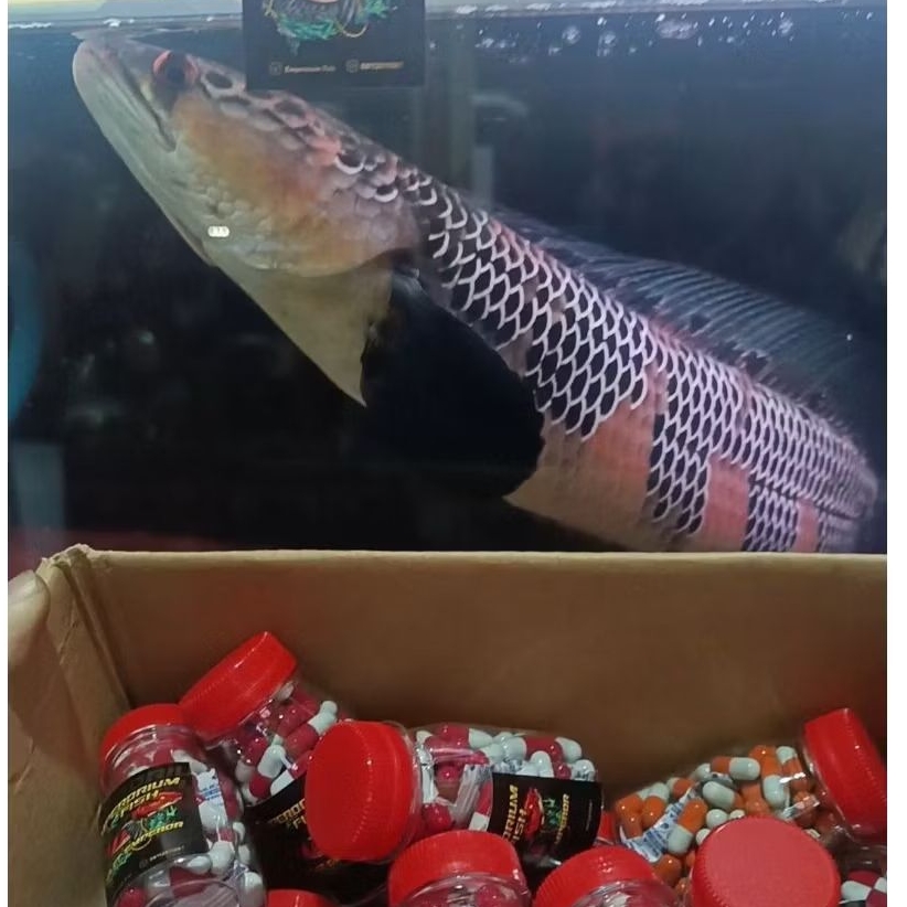 Kapsul Emperor Bunga Booster by Emperorium Fish