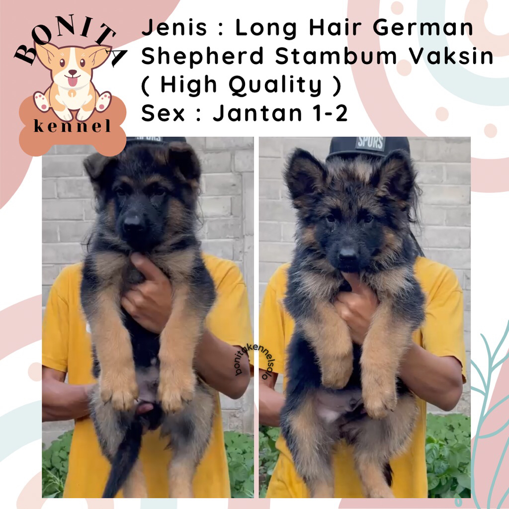 Long Hair German Shepherd Stambum Anak Anjing Herder Jantan Betina