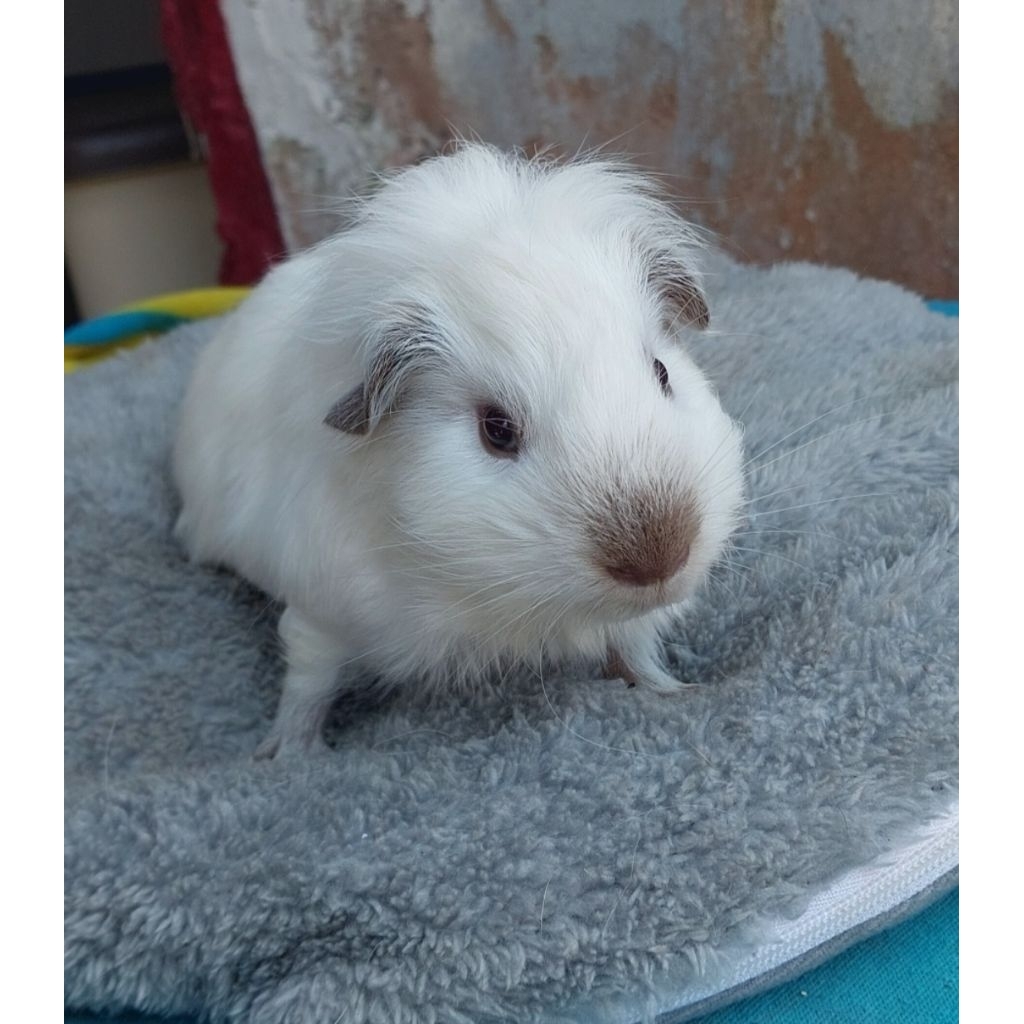 Marmut Hias American California GuineaPig Lucu