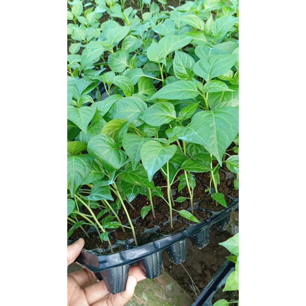 bibit cabe rawit siap tanam, bibit unggul bibit cabe