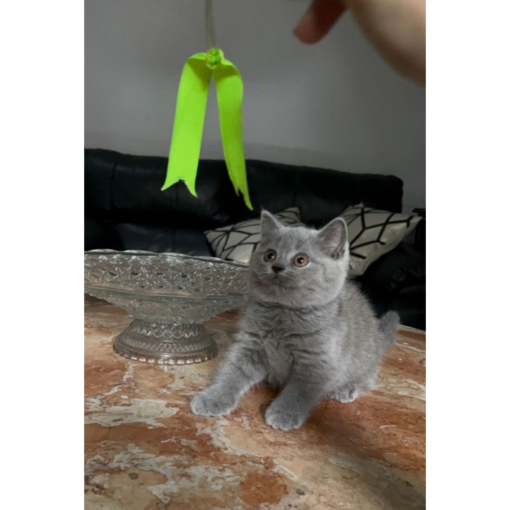 BSH betina kitten