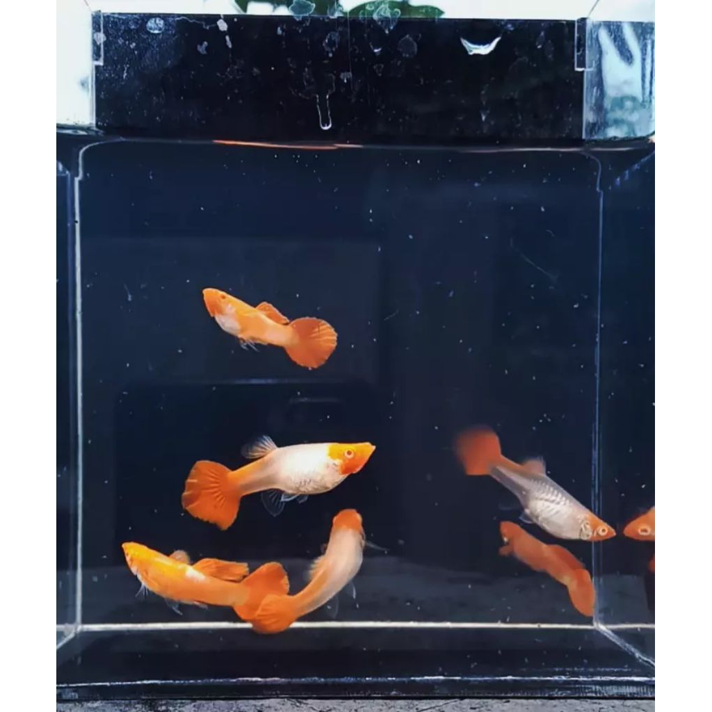Promo Hiasan Aquarium Guppy Albino Koi Red Ear / Hiasan Aquarium Guppy Albino Koi / Guppy Albino Koi