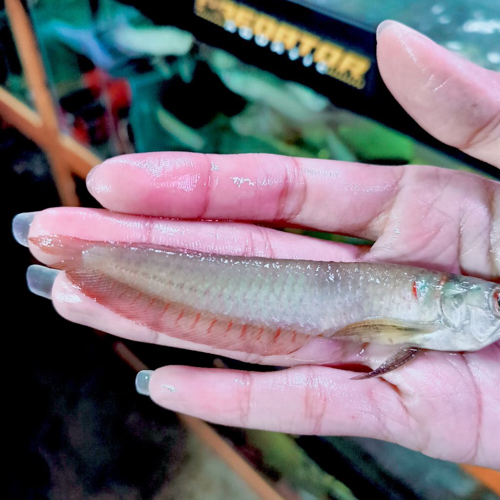 ARWANA SILVER RED SERAT MERAH