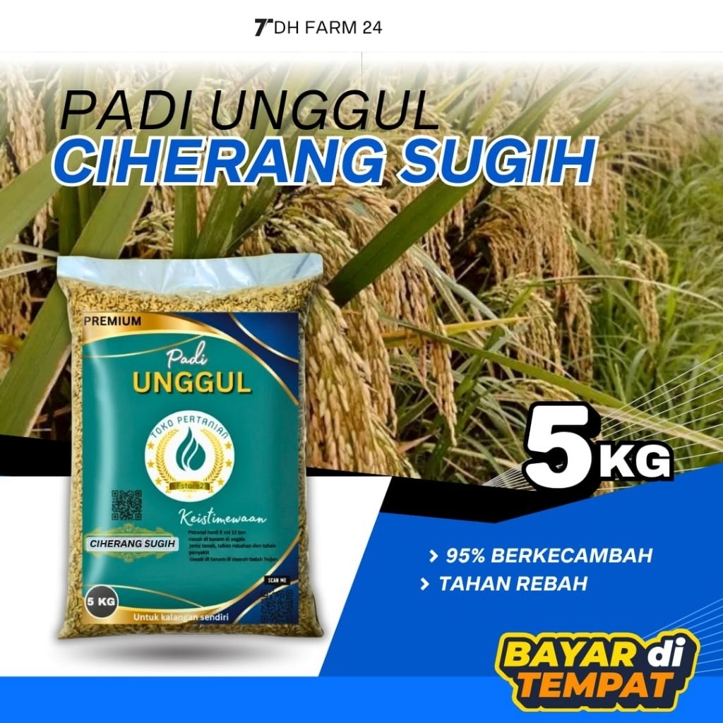 Benih padi  CIHERANG SUGIH KEMASAN 5 KG 100%ORIGINAL