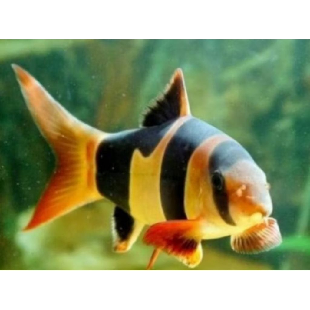 dekorasi Akuarium botia Kalimantan