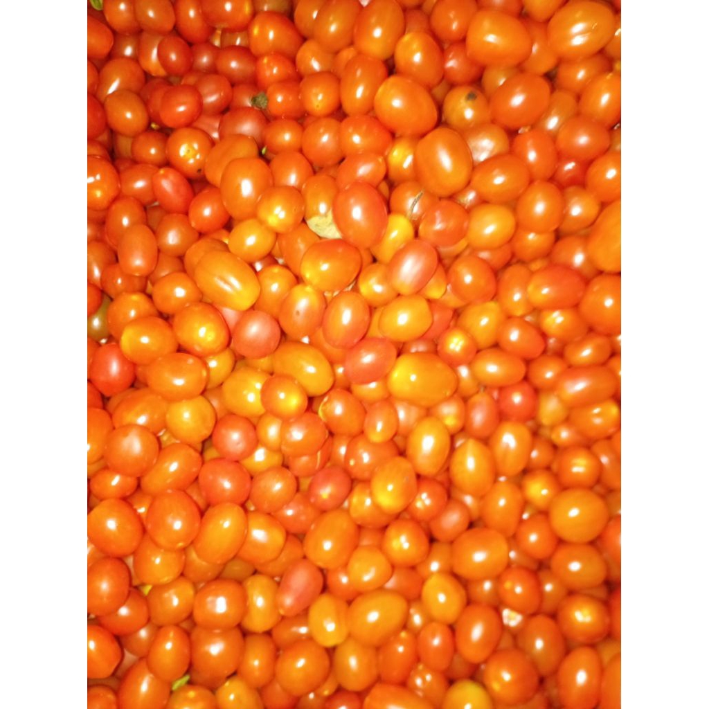 Buah Tomat Ceri / Cheri / Tomat Plum Anggur manis segar