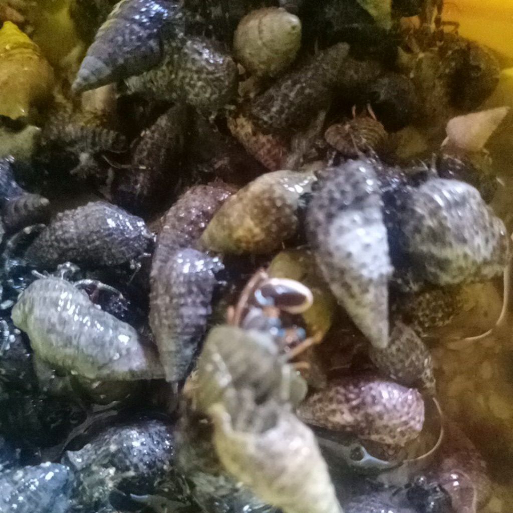 Umang umang dari pantai langsung