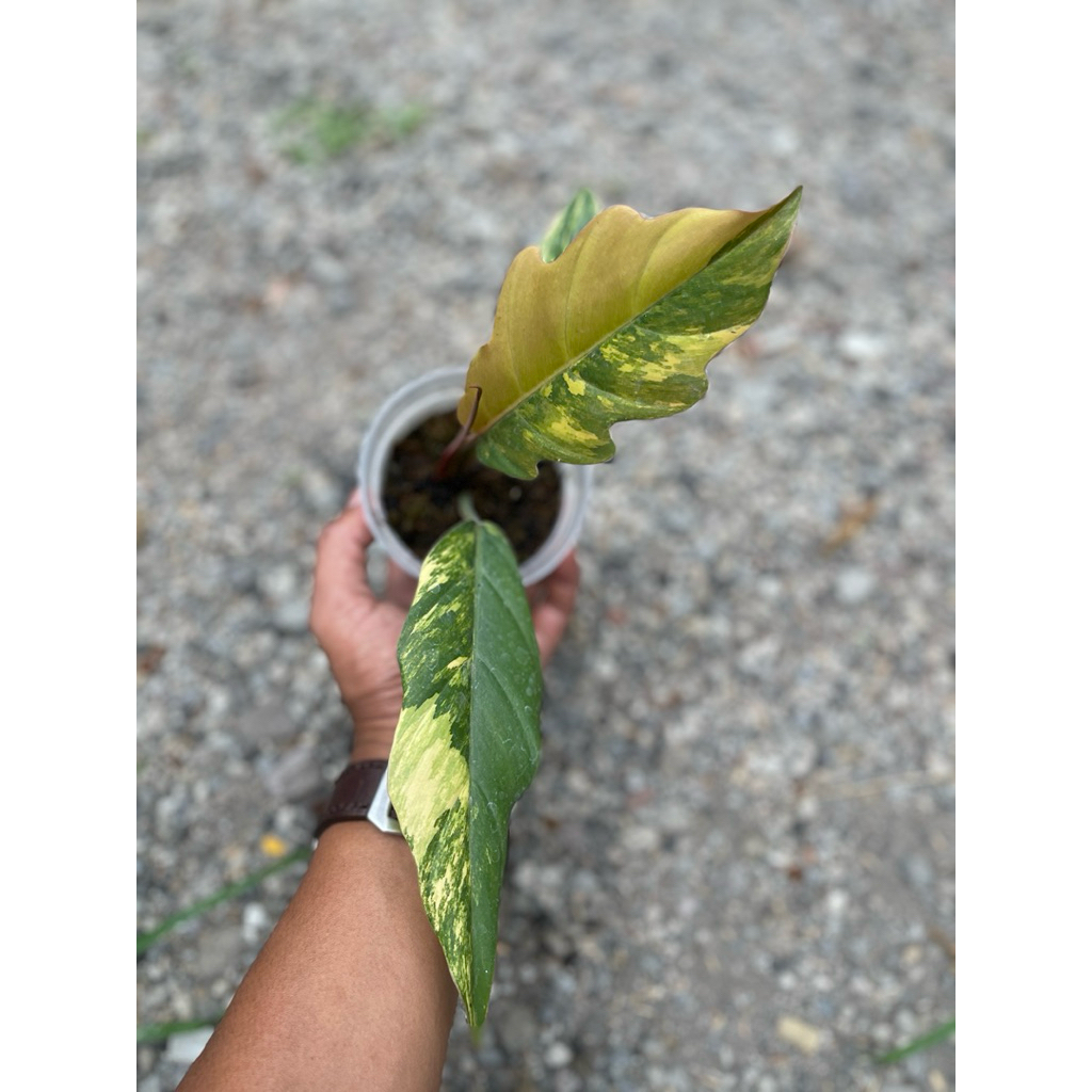 Philodendron Caramel Marble Varigata