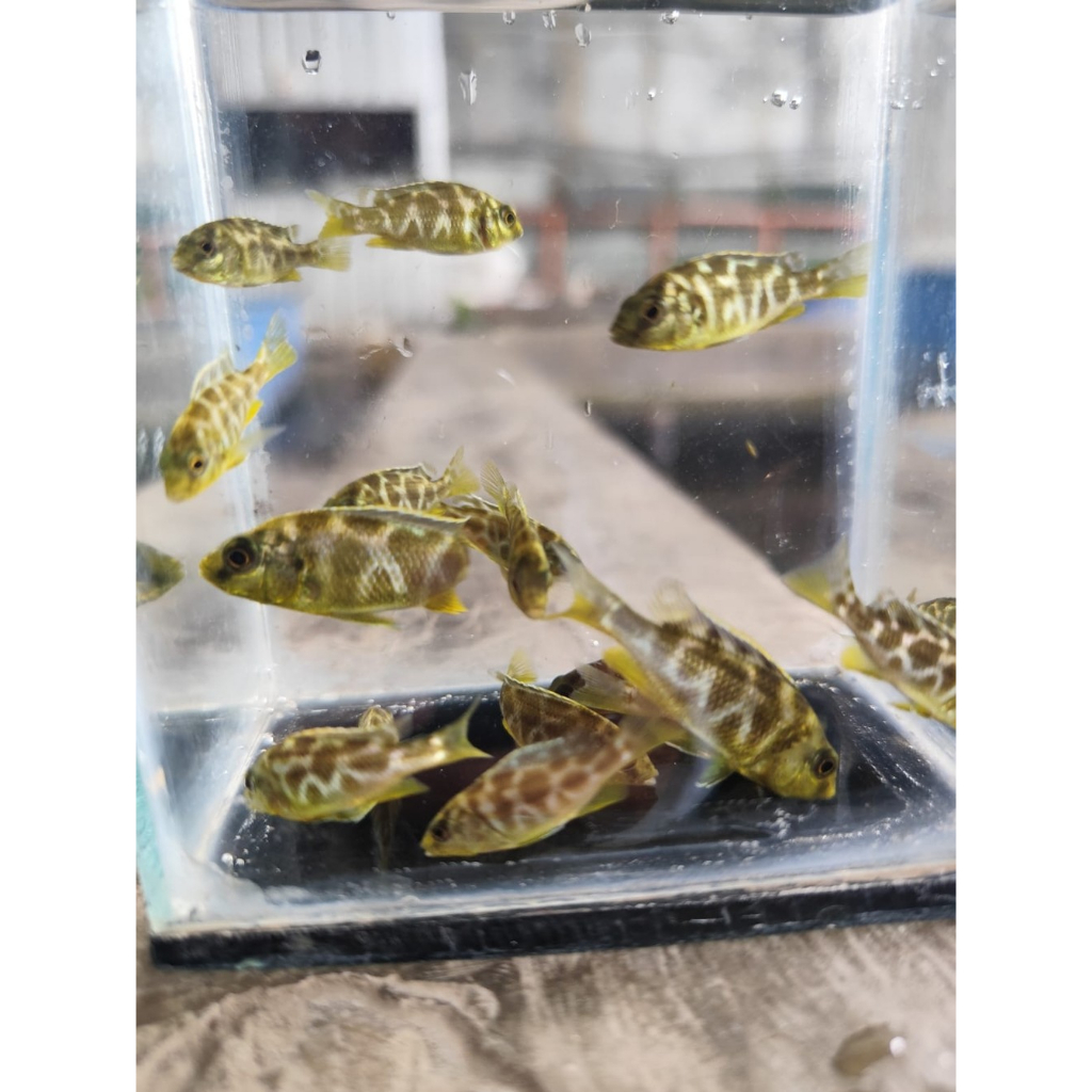 paket 1 isi 3 venustus/Giraffe Cichlid/Cichlid Jerapah/Venustus Hap/Giraffe Hap dekorasi akuarium