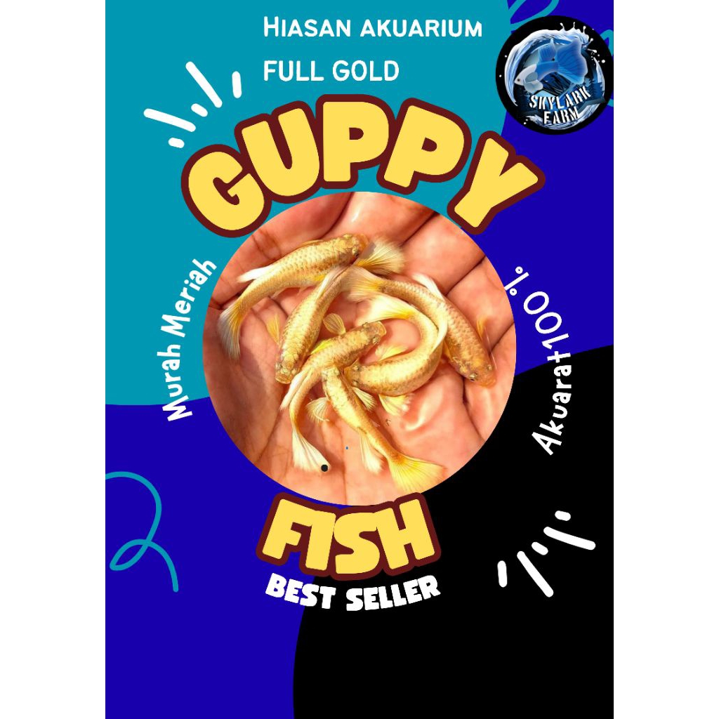 Guppy FullGold Ribon | Grade A+| Hiasan akuarium