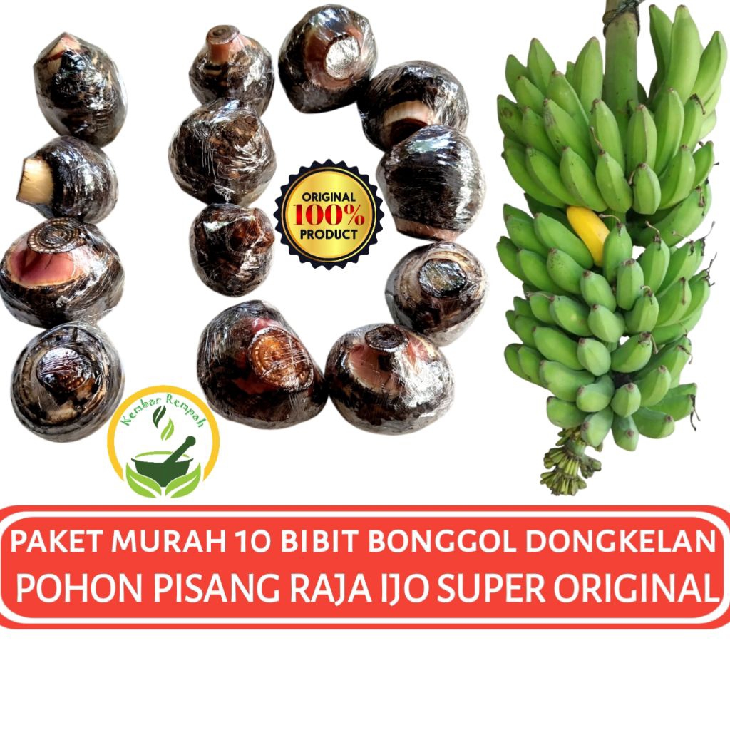 Paket Murah 10 Bibit Bonggol Pisang Raja Ijo Asli Dongkelan Pohon Pisang Raja Sejati Super Original