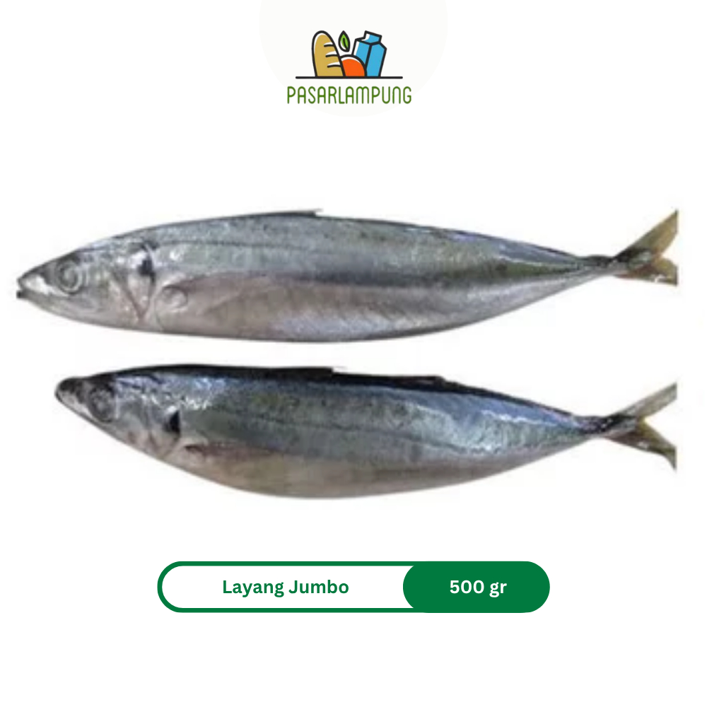 Ikan Layang Jumbo Frozen Beku Pasar Lampung