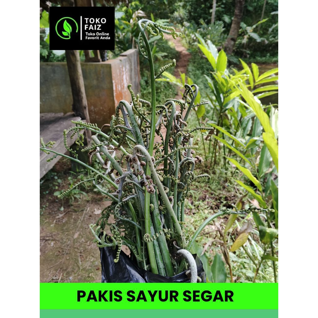 Sayur Pakis 1kg