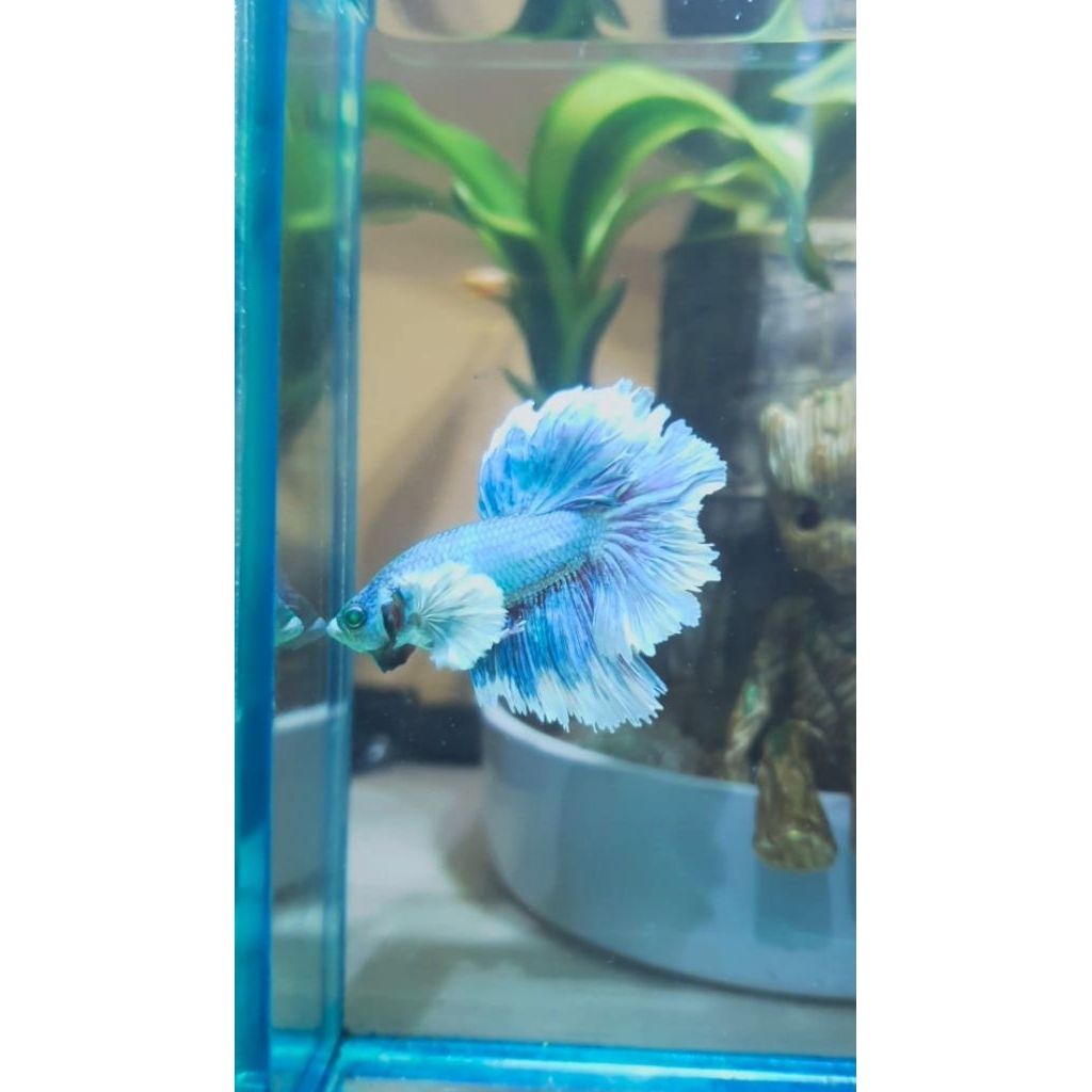 cupang halfmoon dumbo ear hulk