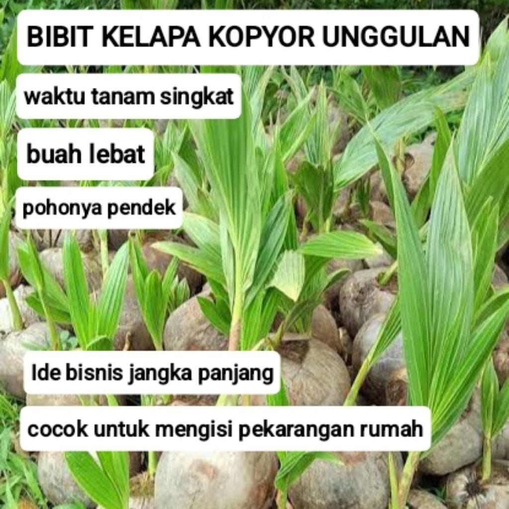 bibit kelapa kopyor genjah original 100% asli pati