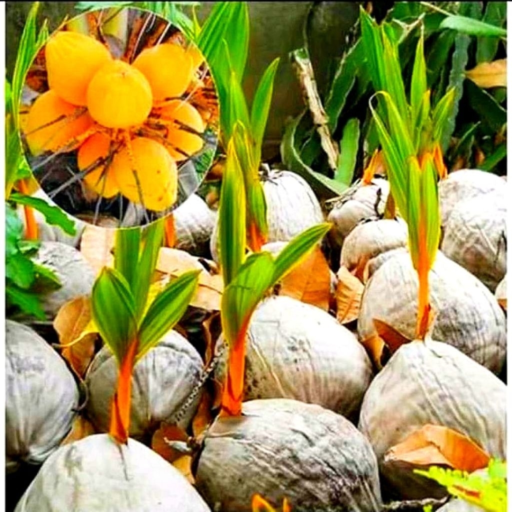 (gading kuning) bibit kelapa kopyor gading 100% asli pati