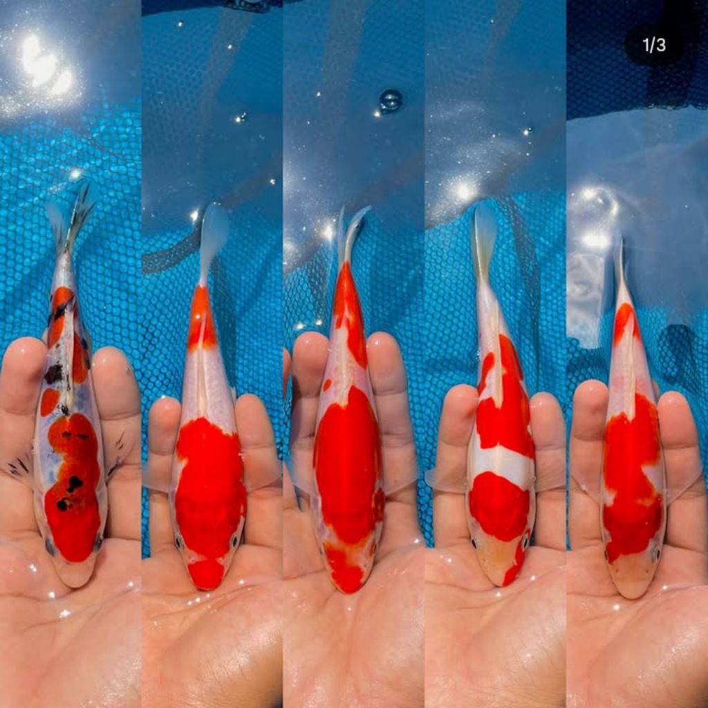 koi Blitar kohaku murah size30cm berkualitas