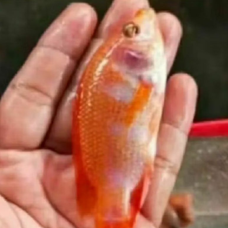 bibit nila merah bangkok  indukan jumbo.size 5-6.khusus PONOROGO dan skitarnya