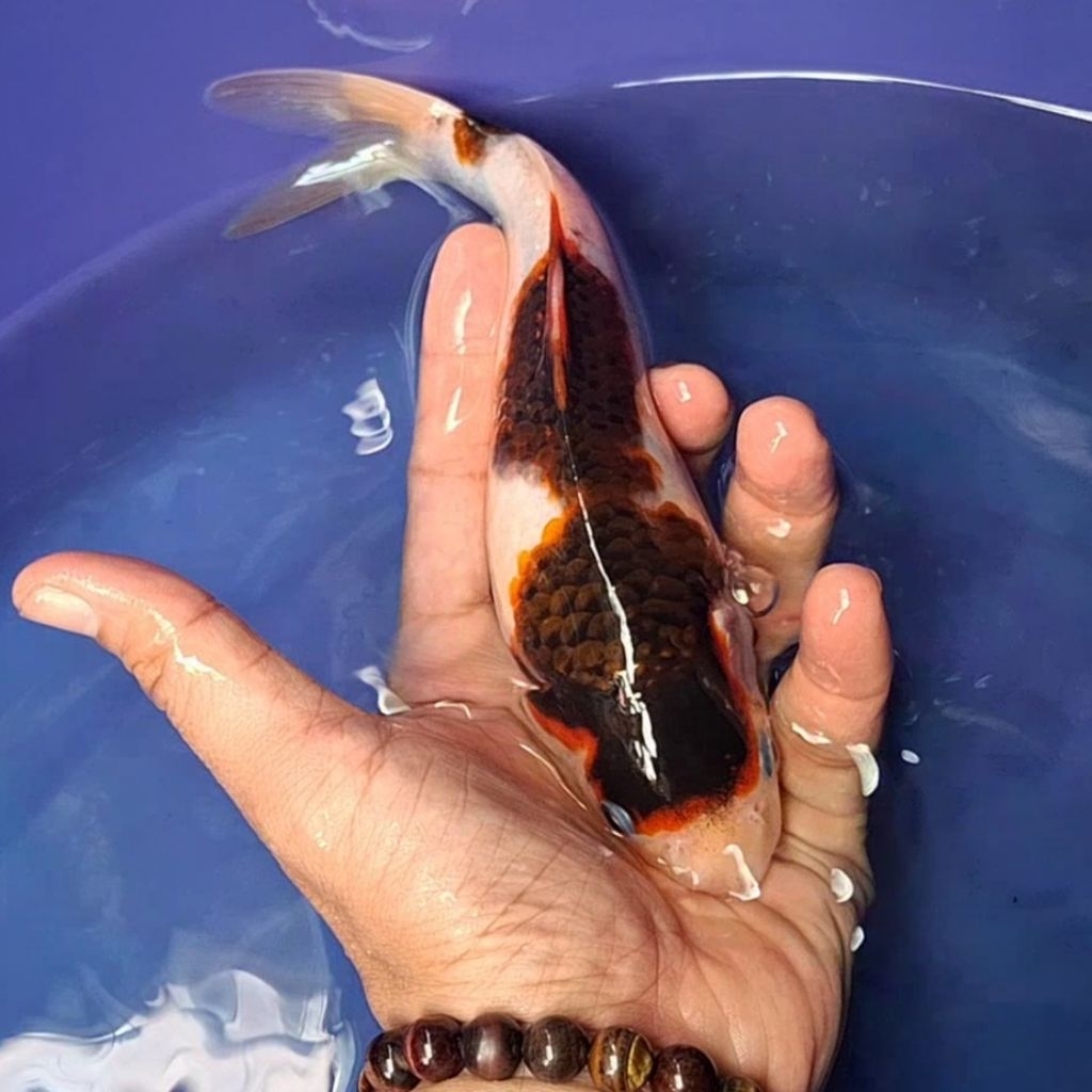 Ikan Koi Blitar Jenis Goromo / Rumah Koi Jakarta / kode 0021