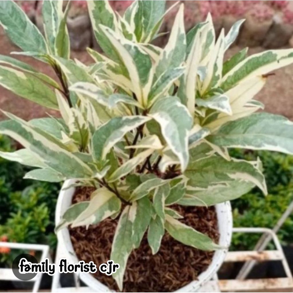 tanaman hias ganda rusa variegata daun kisi kisi