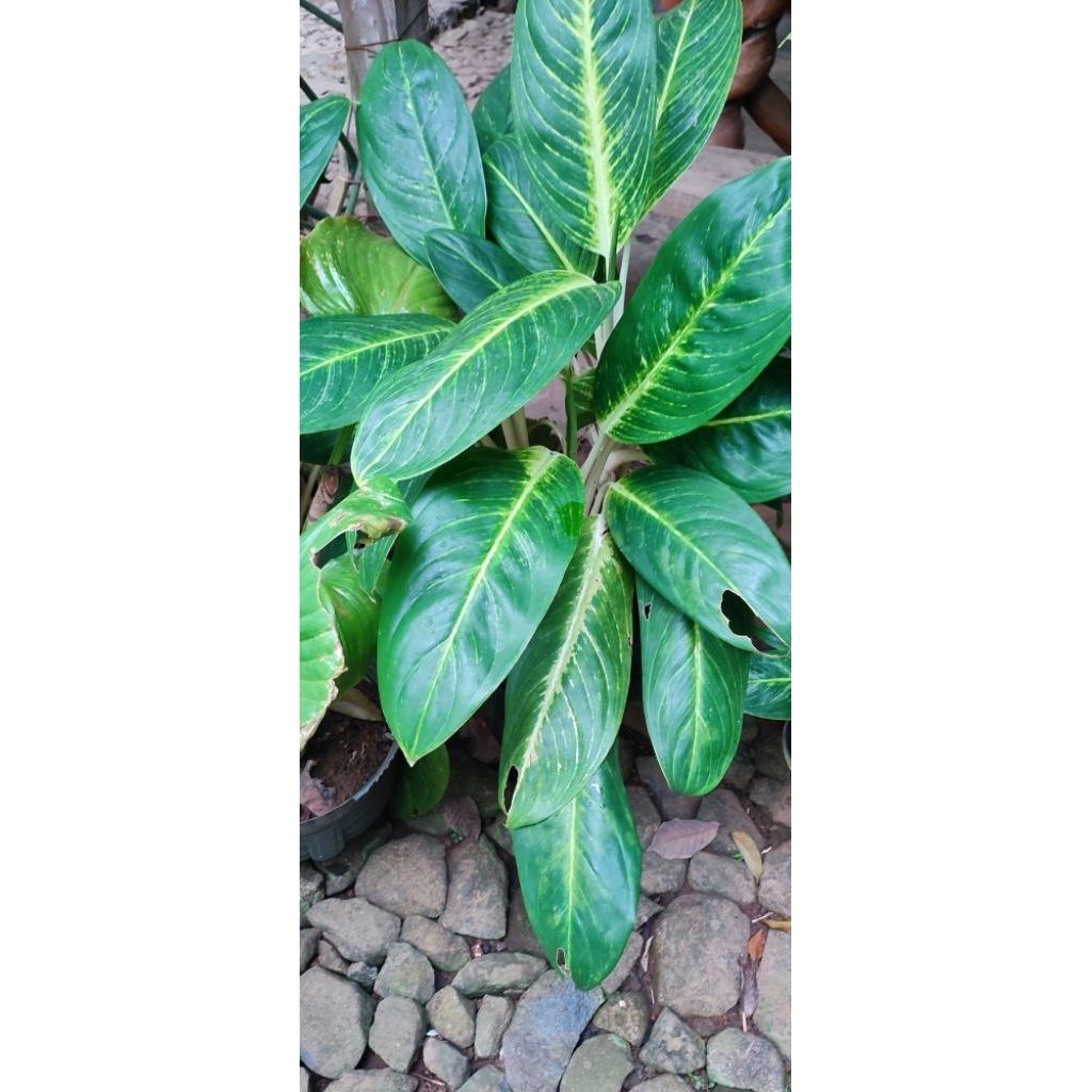 Tanaman Hias Aglonema Blanceng Golden