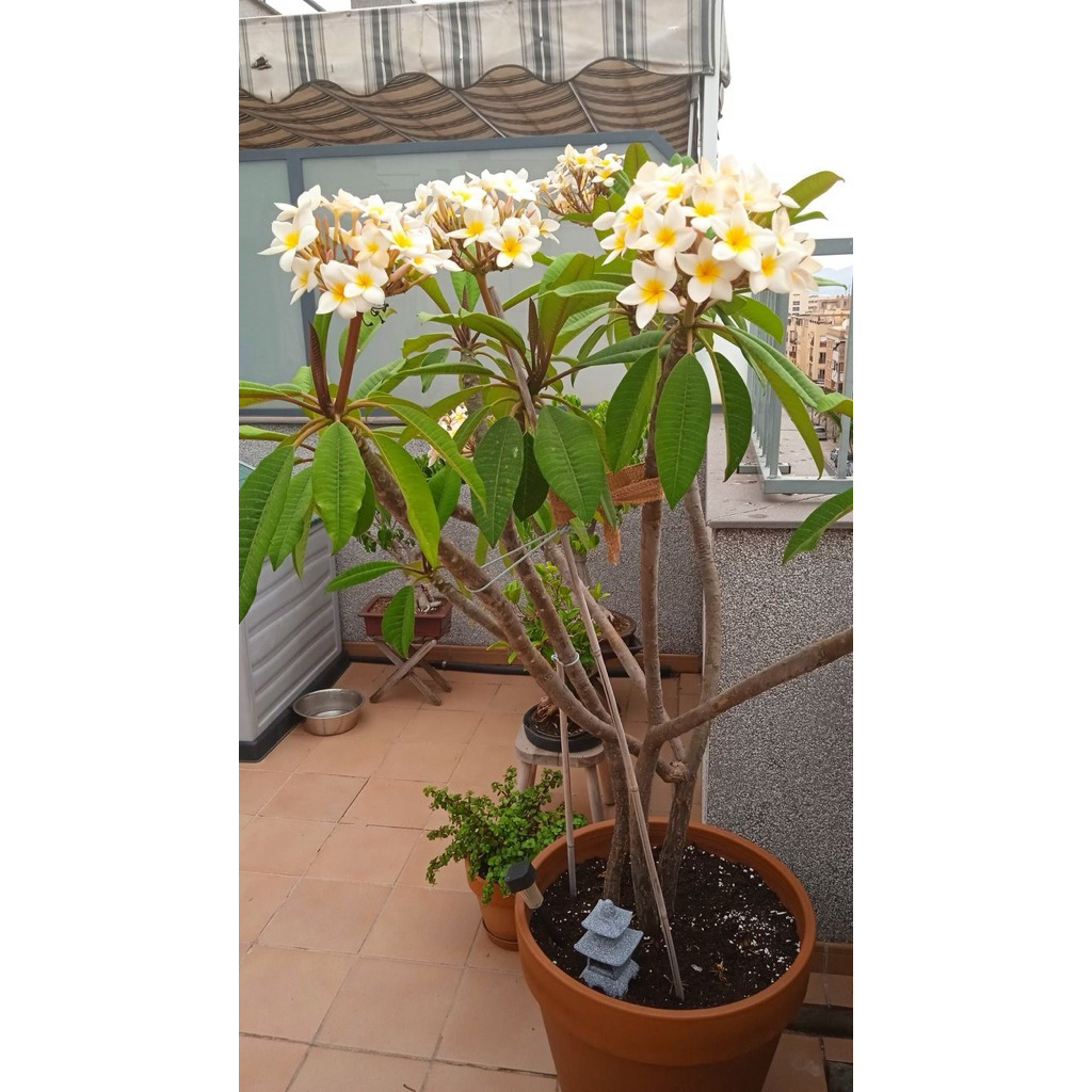 Tanaman Kamboja bali plumeria classip 2meter/ pohon Kamboja Bali plumeria classip 200/kamboja plumer