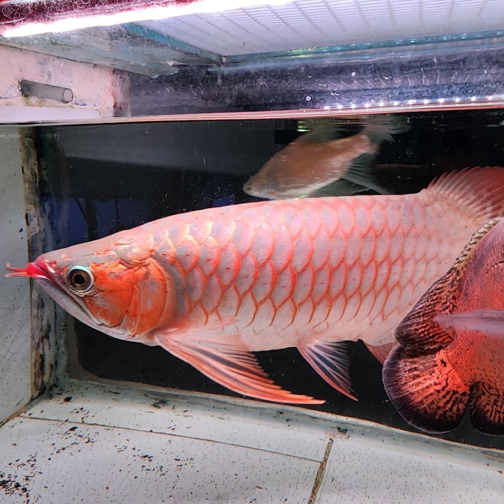 Super Red SR Arowana Arwana 35 - 40 cm Unik Calon Juara