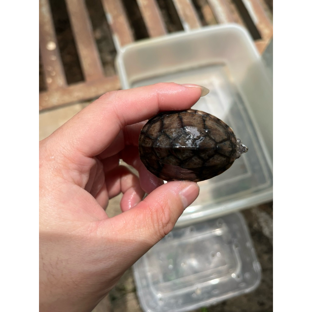 stinkpot jantan kura kura air