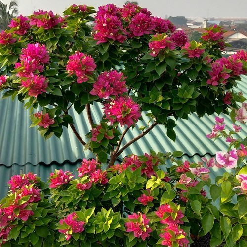 bougenville singapore bunga warna ungu orian stek pandenursery