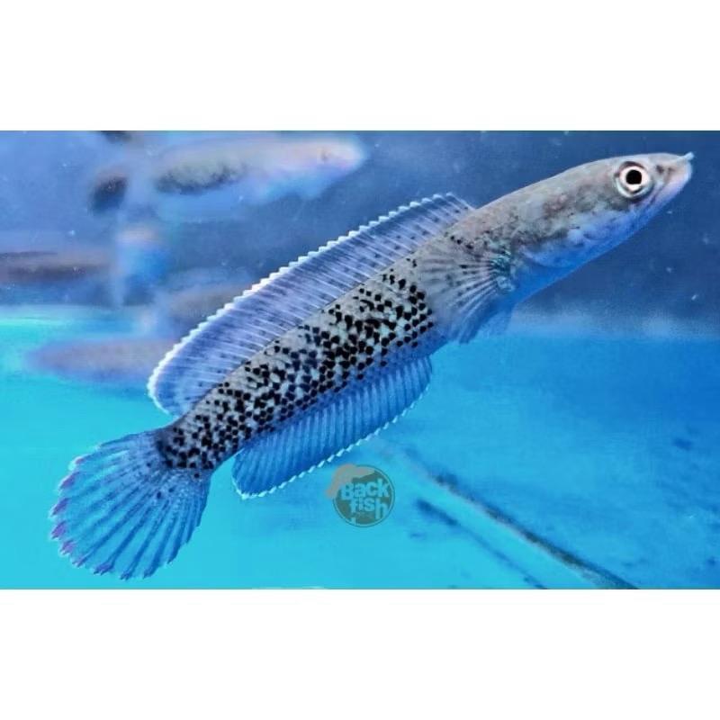Stewarti karbi premium 4-5cm