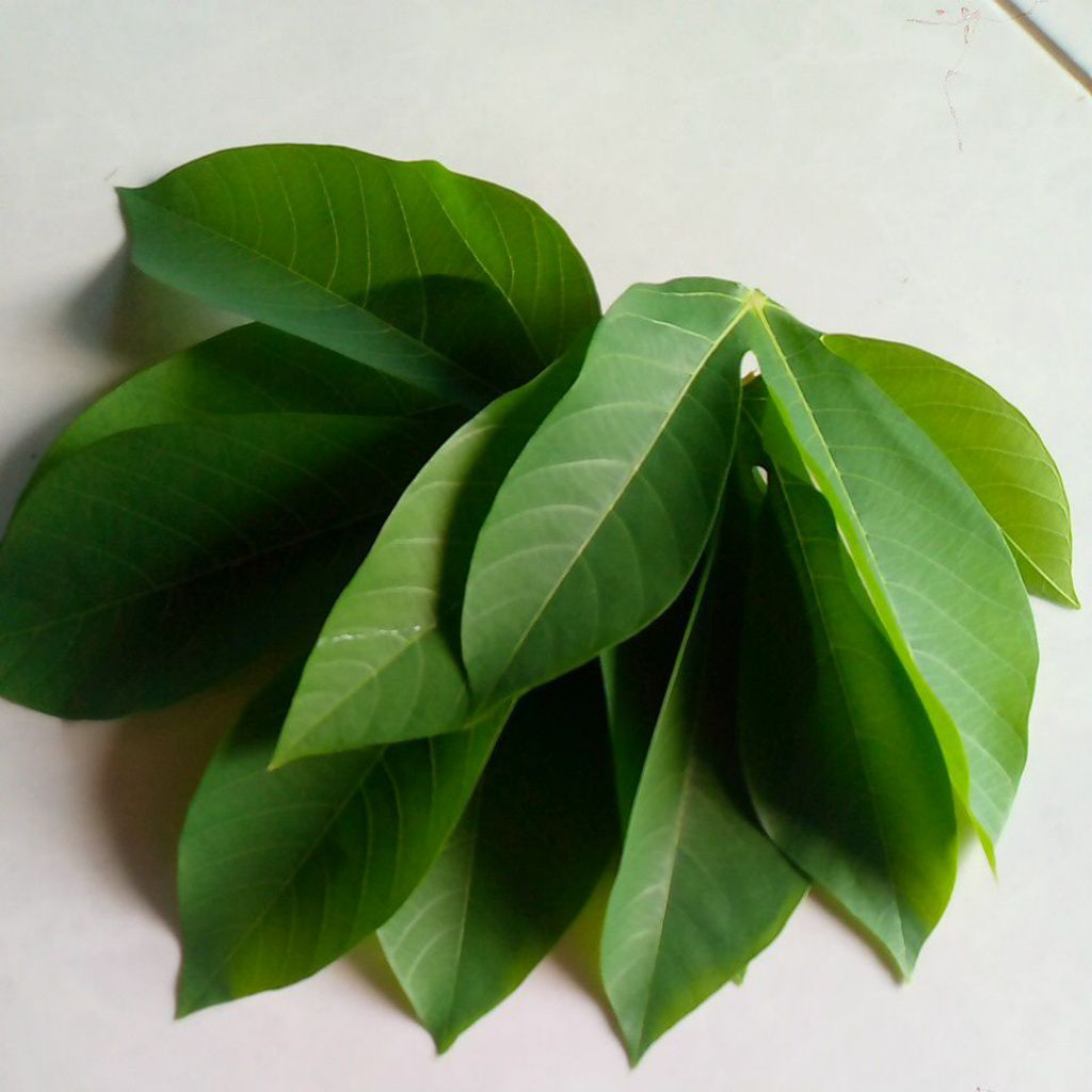 daun singkong segar