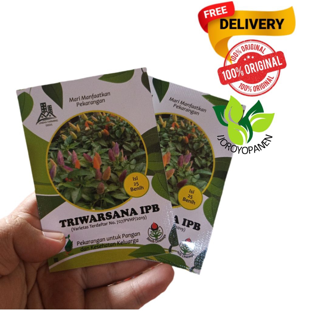 benih cabai hias triwarsana ipb bibit cabai