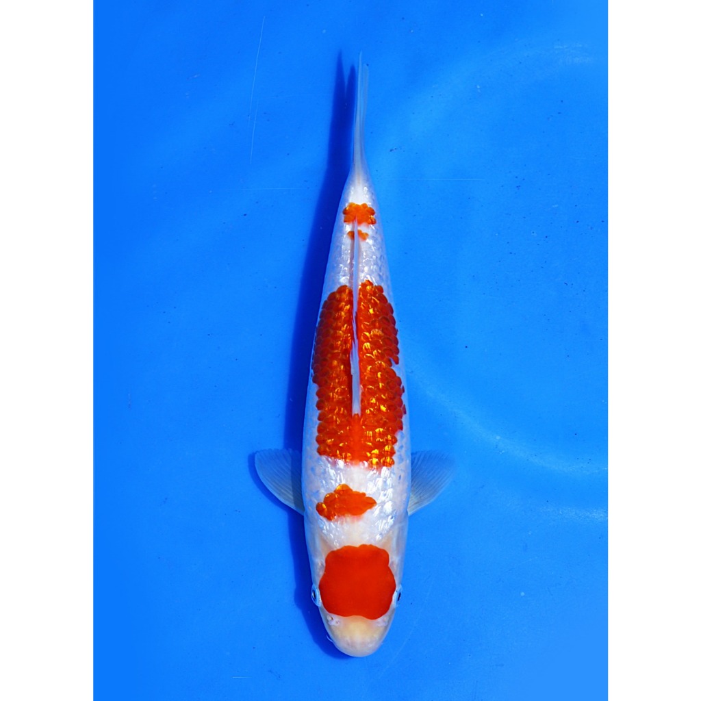 Koi Import Ginrin Kohaku Marudo Koi Farm Size 30 bu