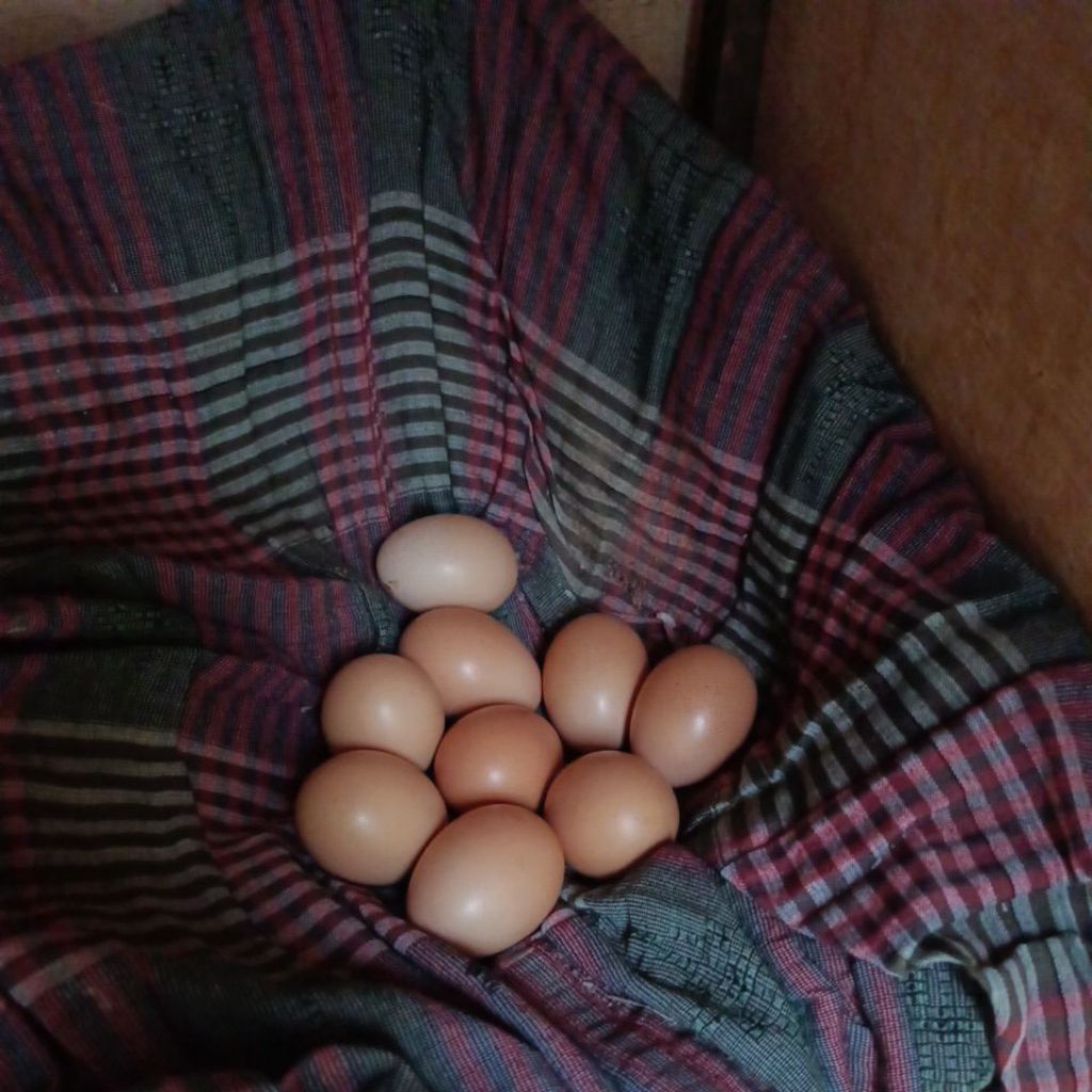 Telur fertil Ayam Aseel original | Pejantan dan betina Aseel Rajasthan | Ayam Petarung dan hias