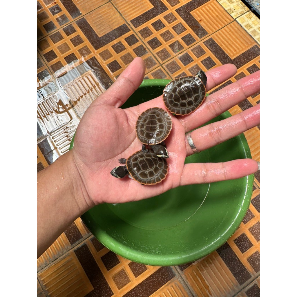 dada merah kura kura motif pilihan