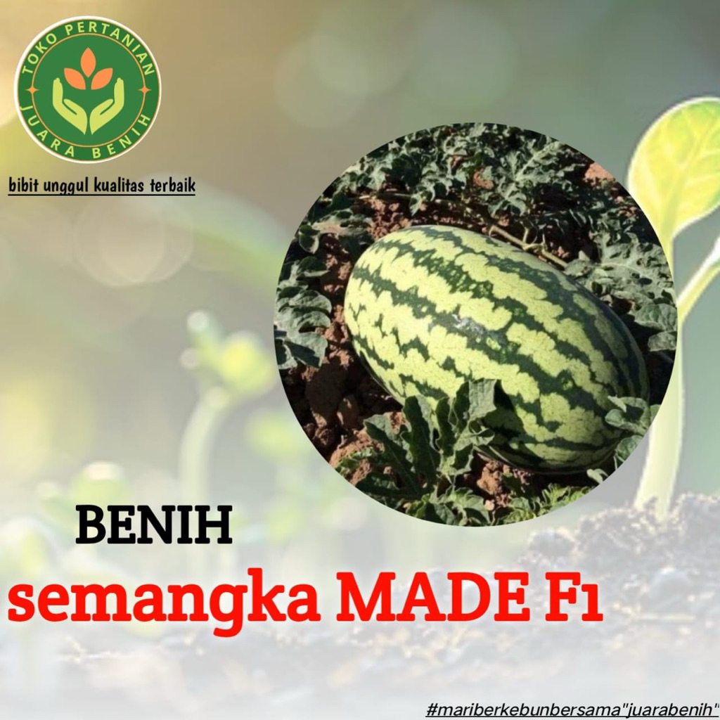 BENIH BIBIT SEMANGKA MADE F1 100 biji