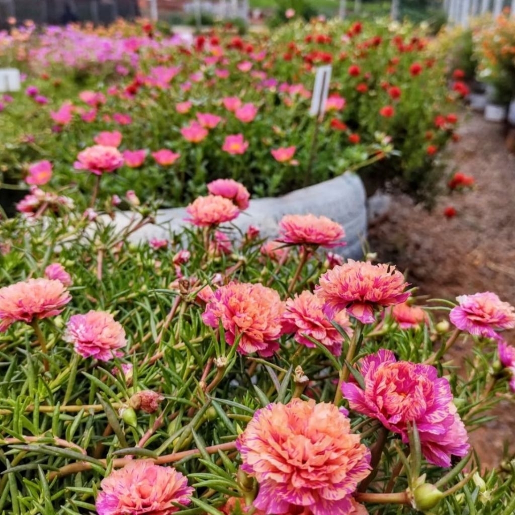 SALE PAKET KROKOT TUMPUK  stek batang Krokot murah mix warna lokal dan import