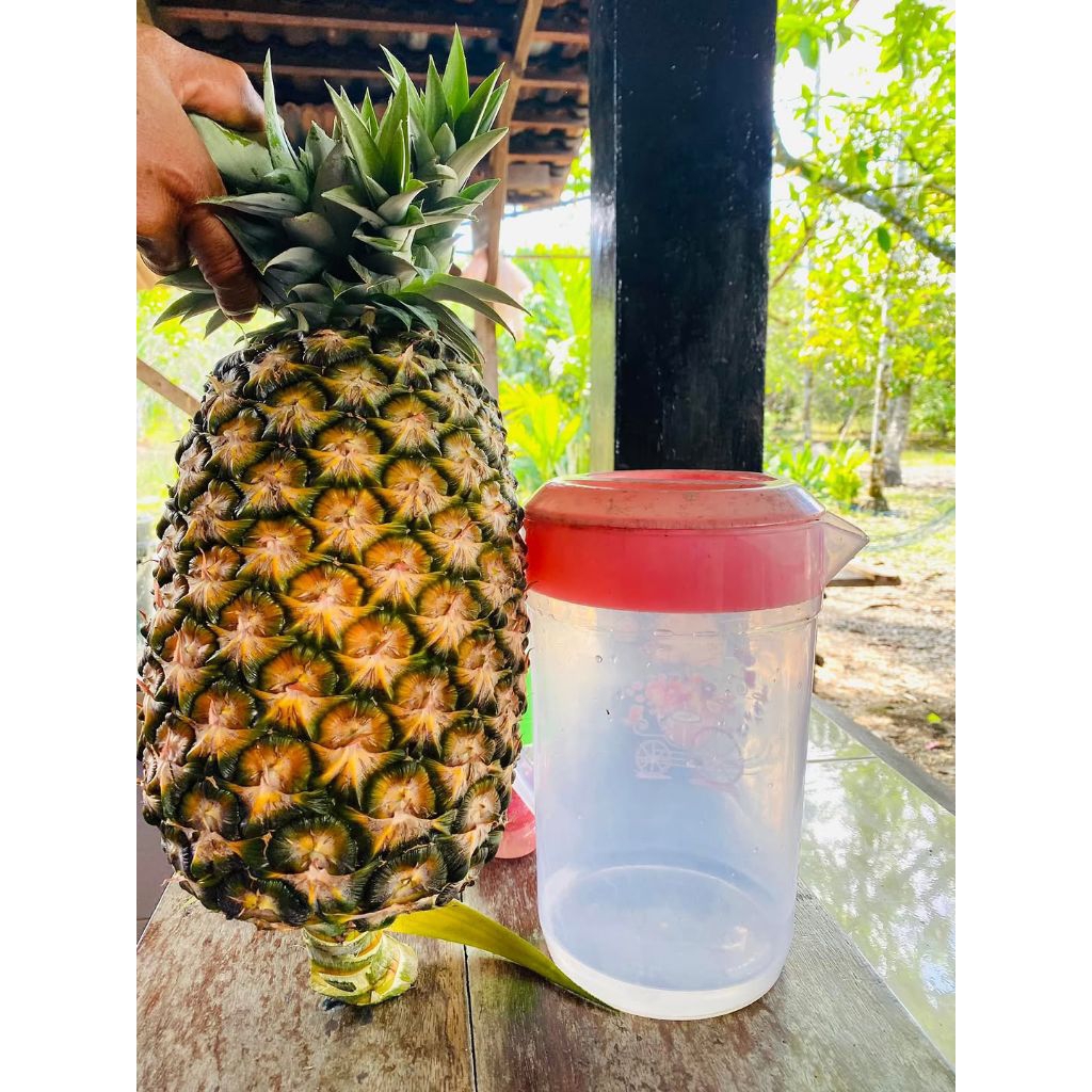 paket bibit nanas jumbo 50 batang