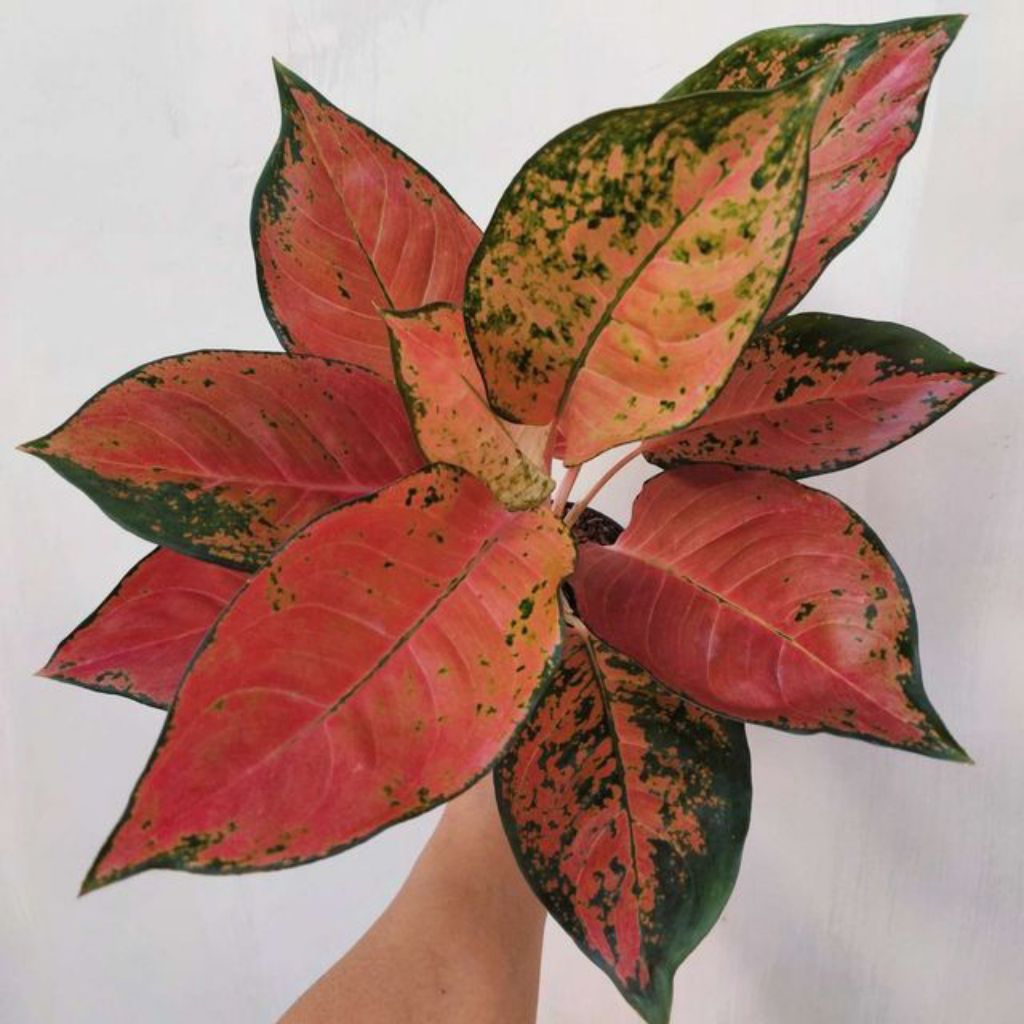 Tanaman Hias Aglonema Red Kochin Tanaman Hias Aglonema Kochin