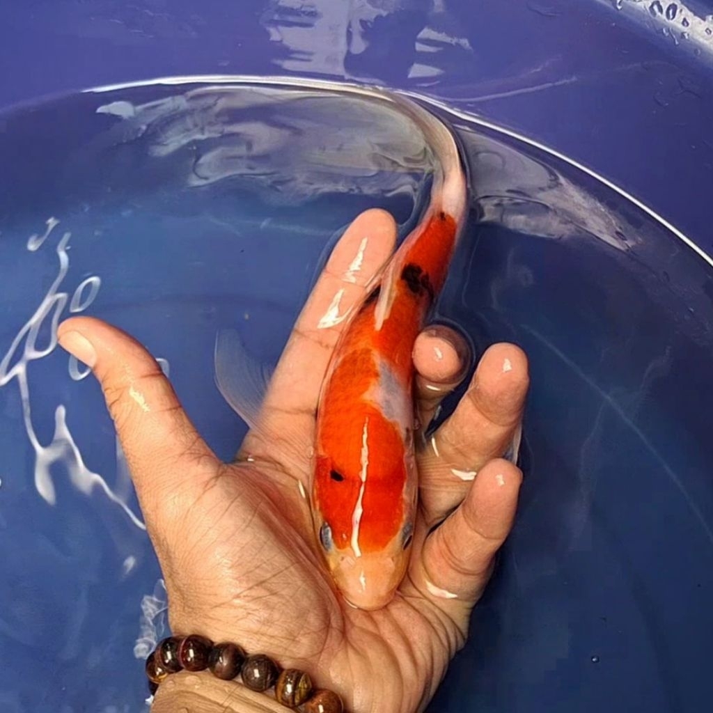 Ikan Koi Blitar Jenis Kumpay Slayer / Rumah Koi Jakarta / kode 0010