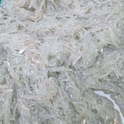 Ikan Teri 1Kg Ikan Teri Segar Ikan Teri Basah Ikan Teri Nasi Segar Ikan Teri Nasih Basah Segar Teri 