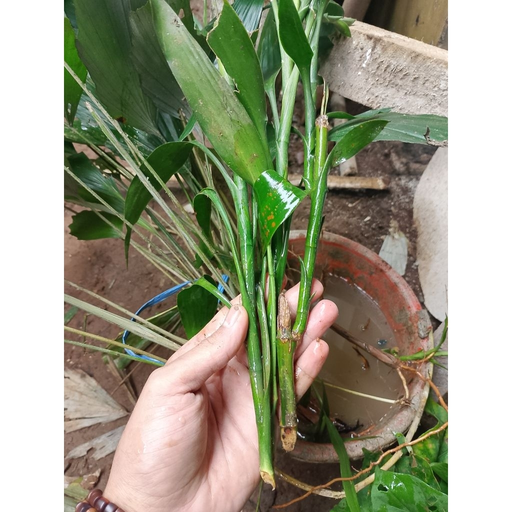 Termurah berkualitas Benih/bibit kole/Bambu cina