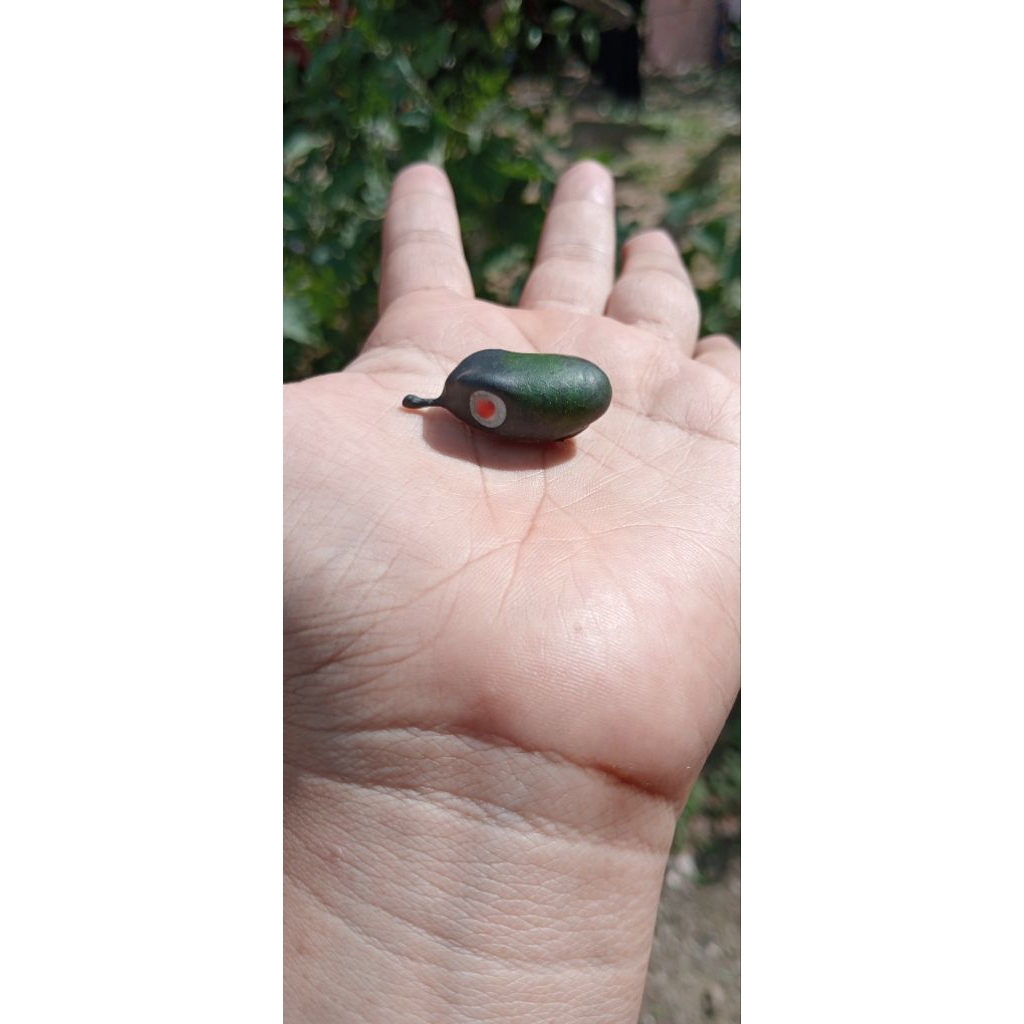 cangkang/kulit soft frog ukuran 2,5 cm