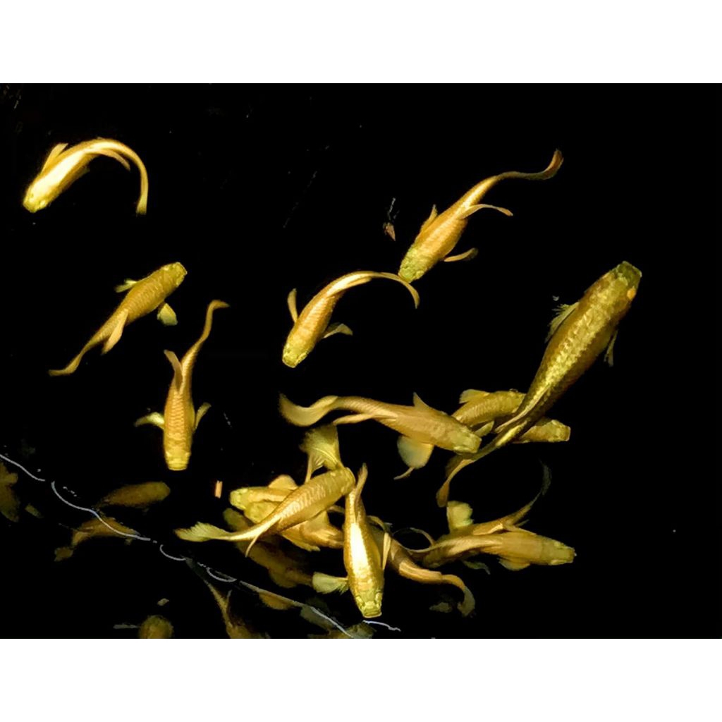 Ikan guppy full gold sepasang