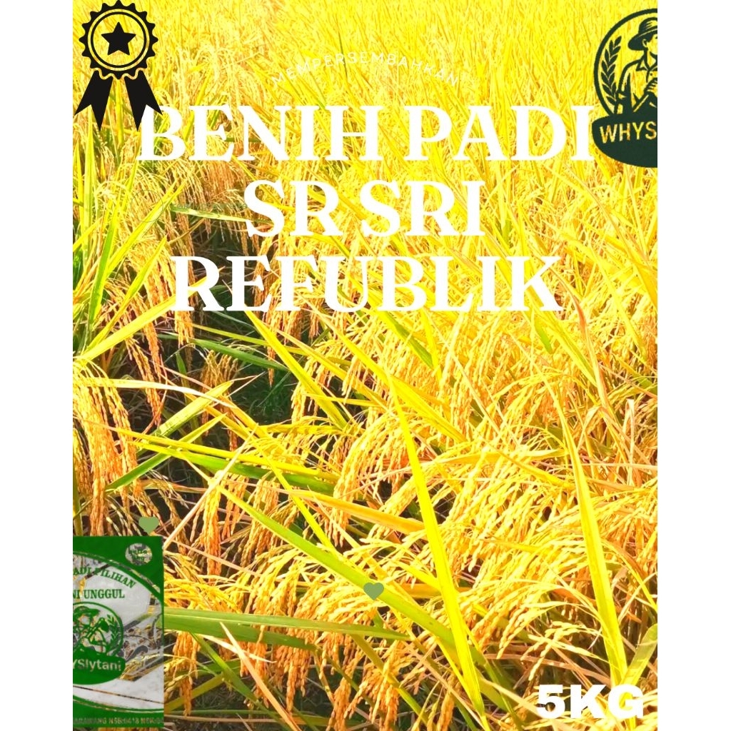 Benih Padi SR Sri Republik 5Kg – Varietas Unggul Super Tahan Hama & Panen Tinggi Stabil