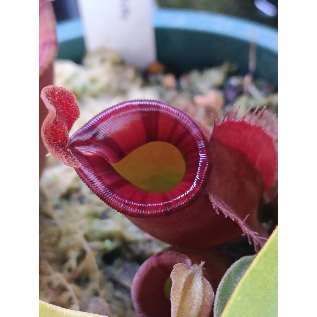Nepenthes ampularia red x veitchii strip