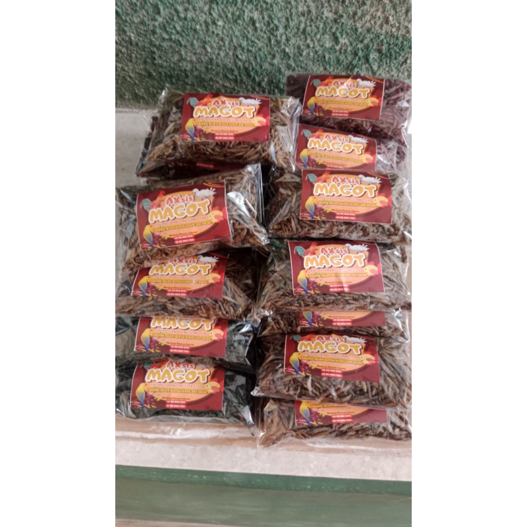 magot kering