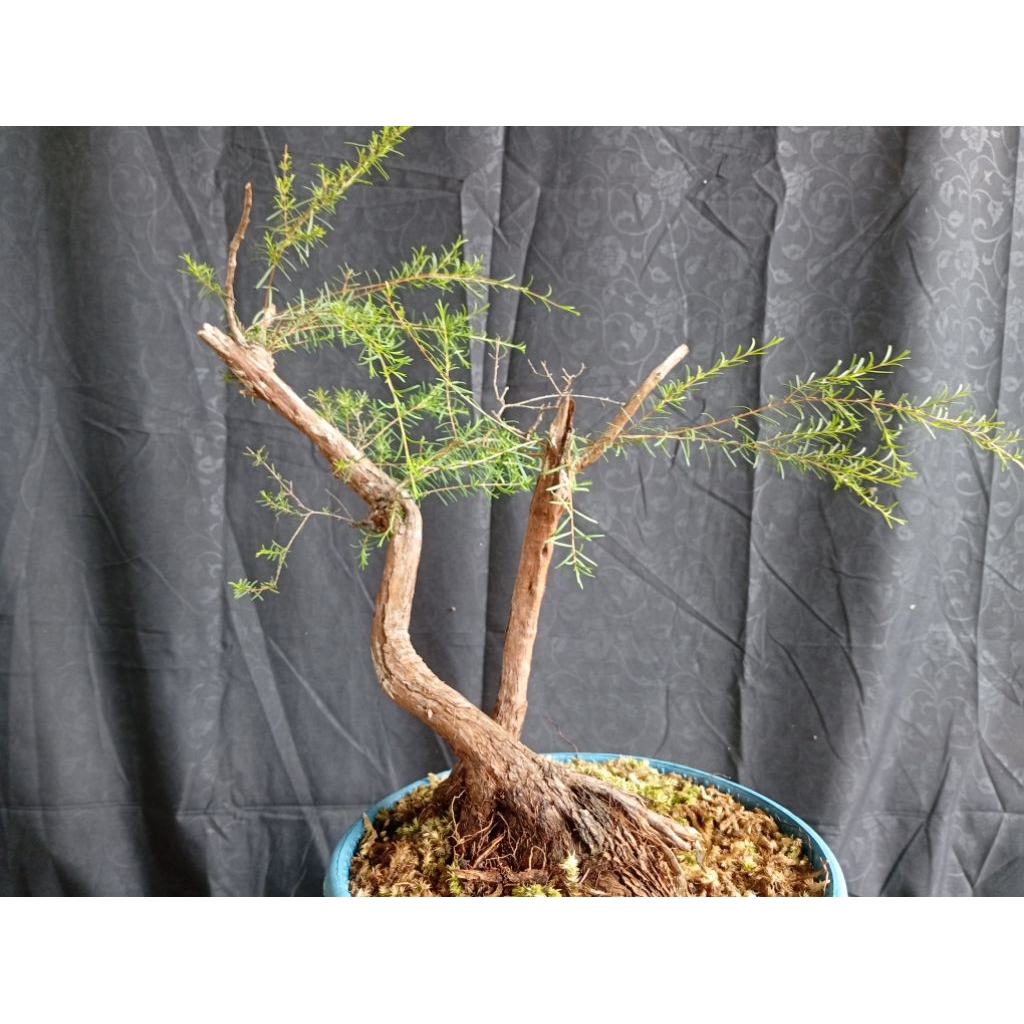 BAHAN CUCUR ATAP/SAPU-SAPU