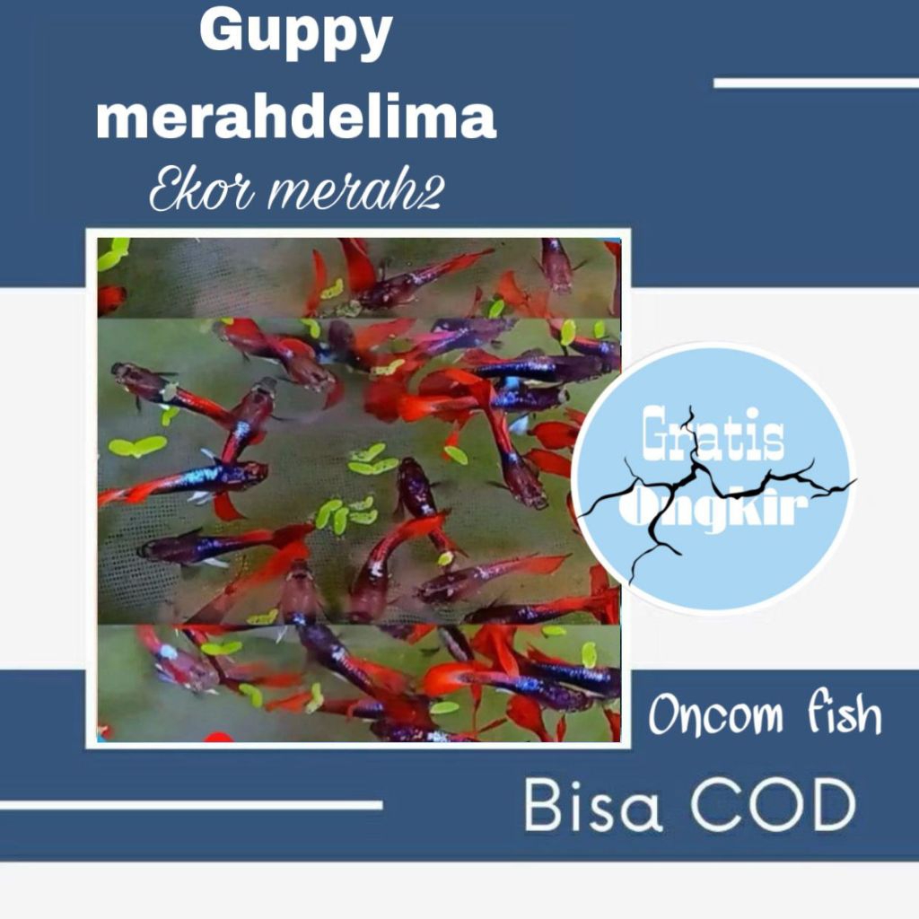 Guppy paket hemat 10 Guppy merah merah jantan mix betina cobra sehat